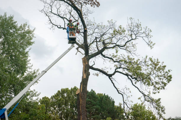 Plandome, NY Tree Removal Services Company