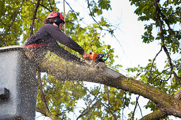 How Our Tree Care Process Works  in  Plandome, NY